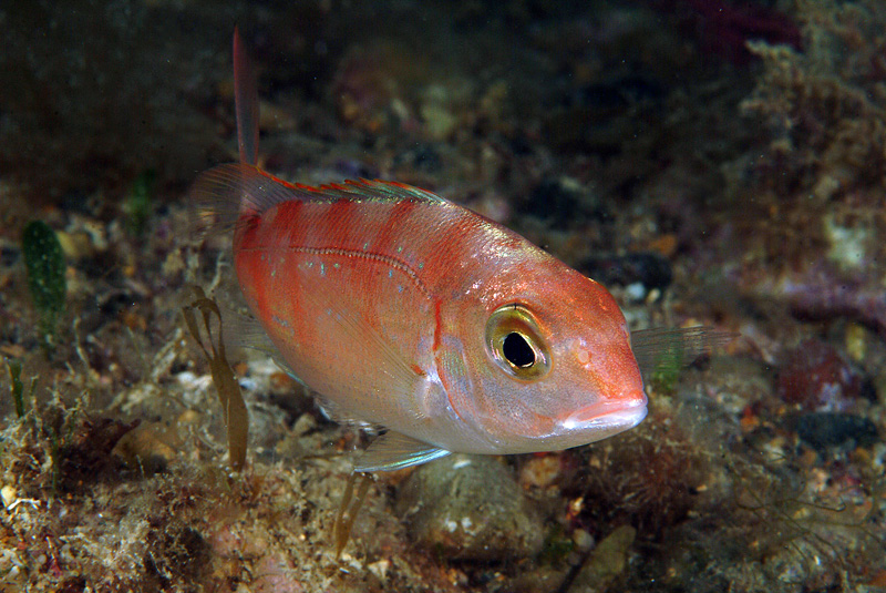 Pagrus pagrus? No, Pagellus erythrinus!